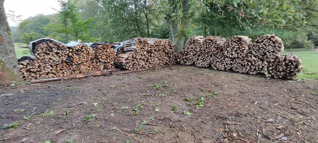 Reihen gebündelten Brennholzes am Rand des Holzplatzes im Herbst